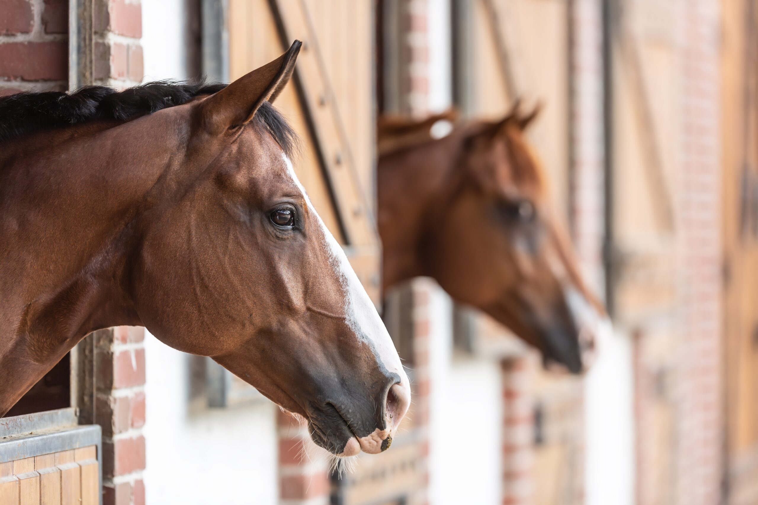 equestrian surface suppliers